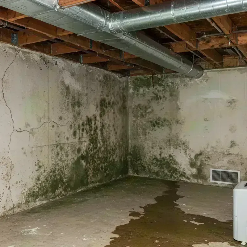 Professional Mold Removal in Adamsville, AL